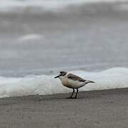 White-fronted Plover