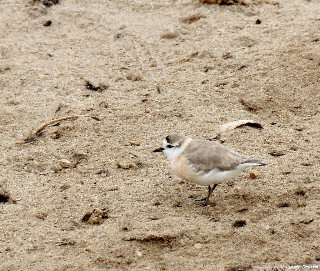 Gravelot à front blanc