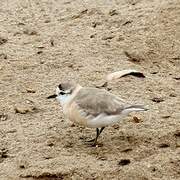 White-fronted Plover