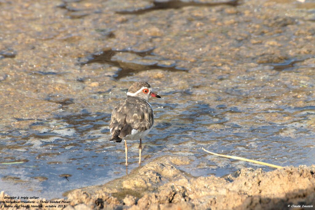 Three-banded Plover