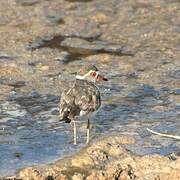 Three-banded Plover