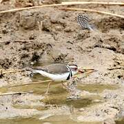 Three-banded Plover