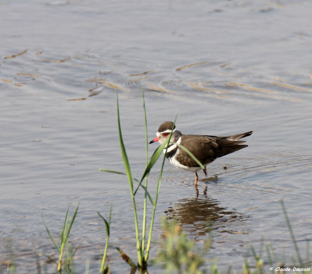 Three-banded Plover