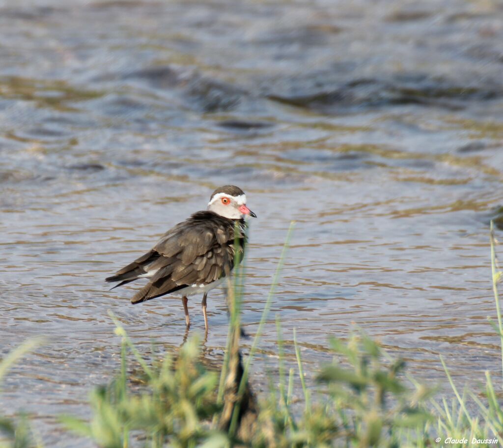 Three-banded Plover