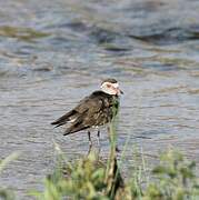 Three-banded Plover