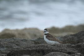 Wilson's Plover