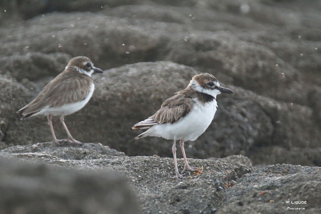 Wilson's Plover