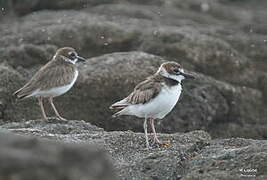 Wilson's Plover