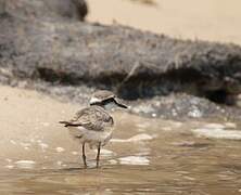 Kittlitz's Plover