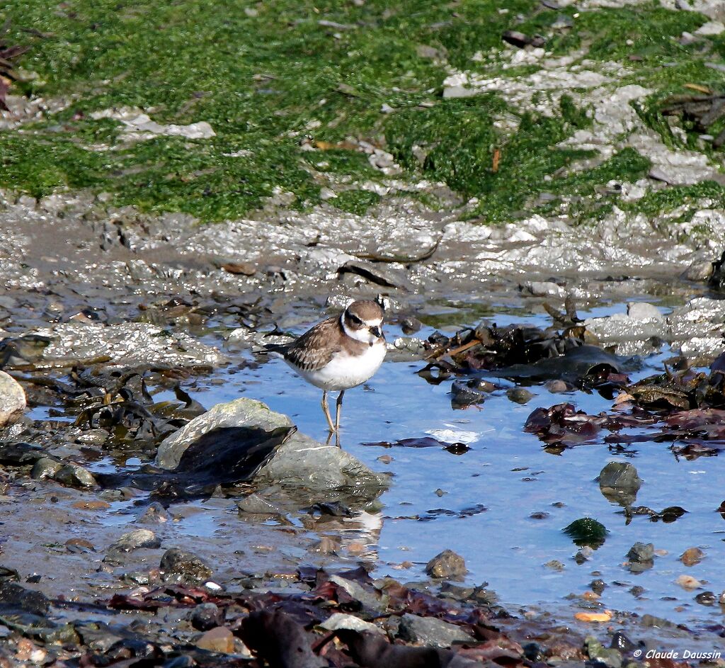 Semipalmated Plover