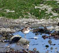 Semipalmated Plover