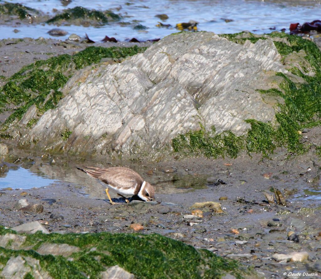 Semipalmated Plover