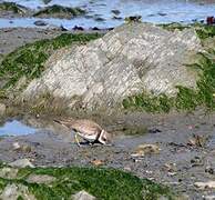 Semipalmated Plover