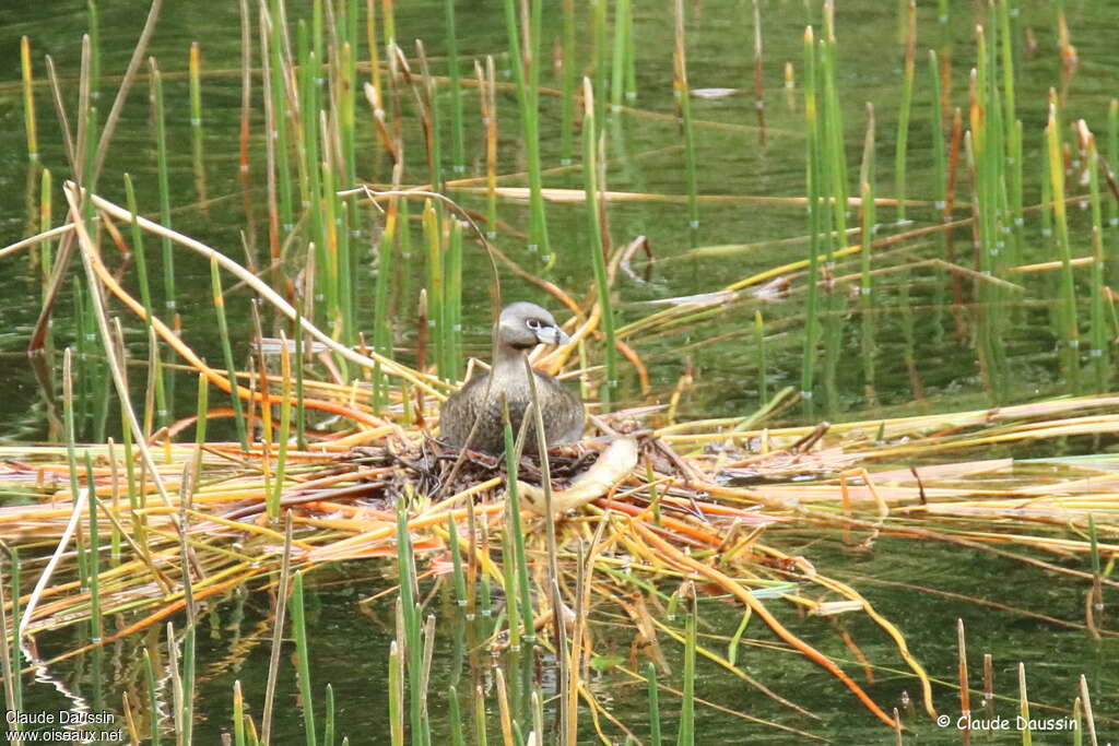 Grèbe à bec bigarréadulte, habitat, Nidification