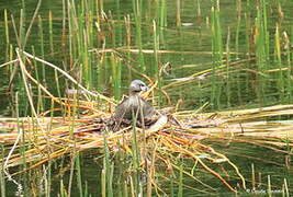 Pied-billed Grebe