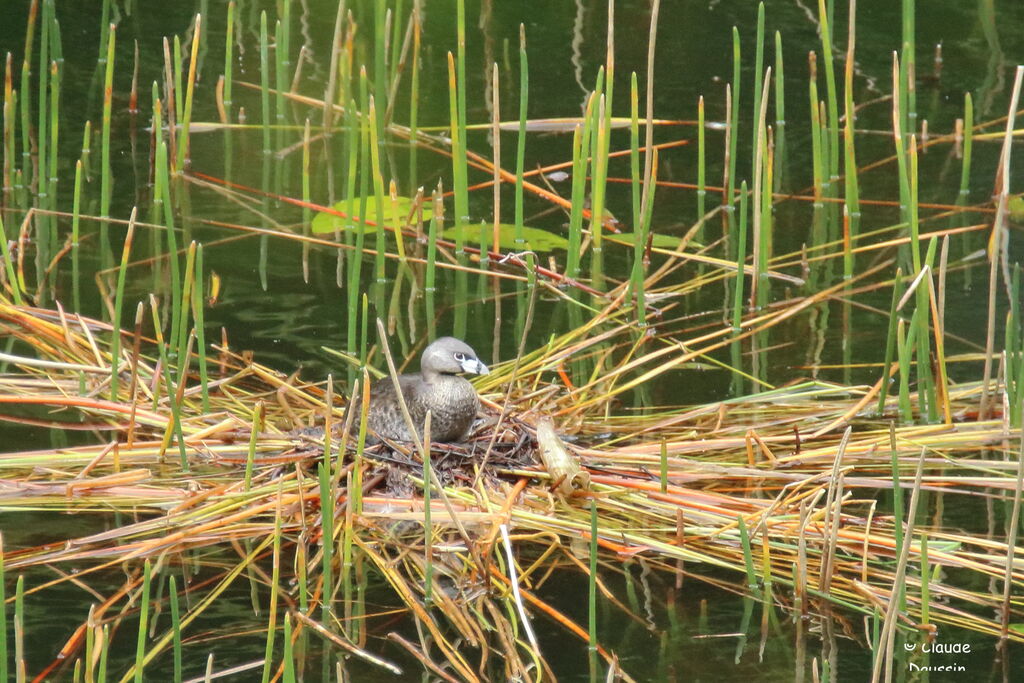 Pied-billed Grebe