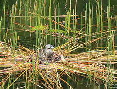 Pied-billed Grebe