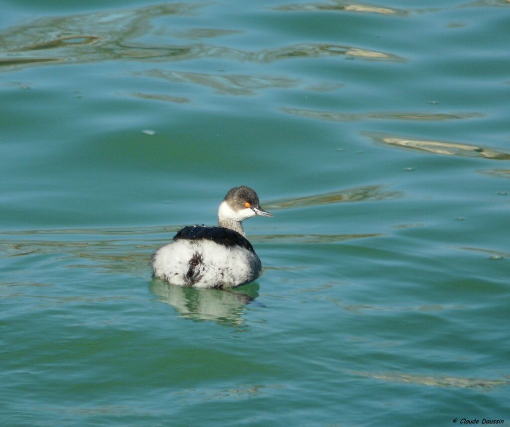 Black-necked Grebe