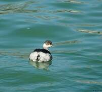 Black-necked Grebe