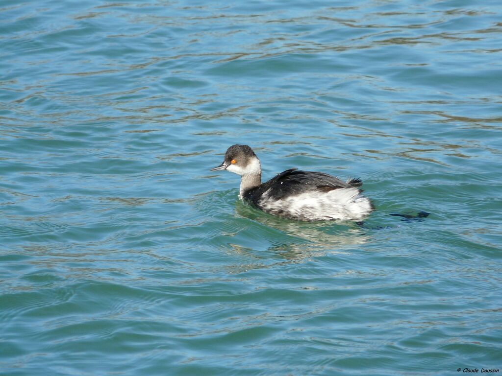 Black-necked Grebe