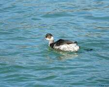 Black-necked Grebe