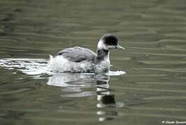 Black-necked Grebe