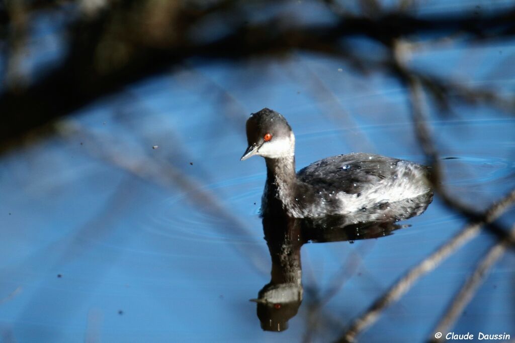 Black-necked Grebe