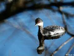 Black-necked Grebe