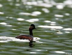 Black-necked Grebe