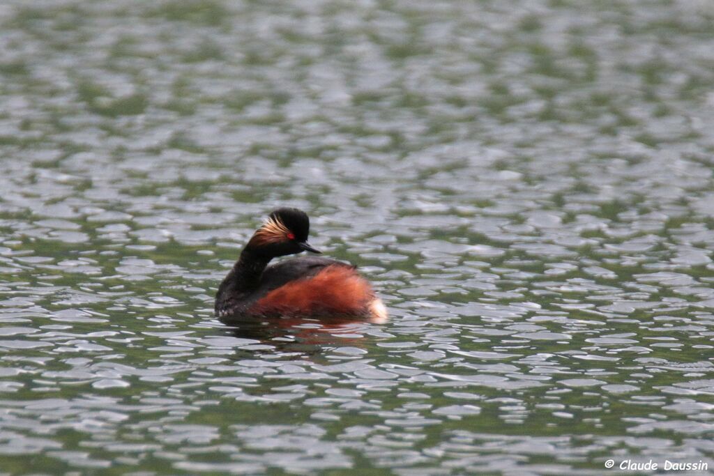 Black-necked Grebe