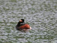 Black-necked Grebe