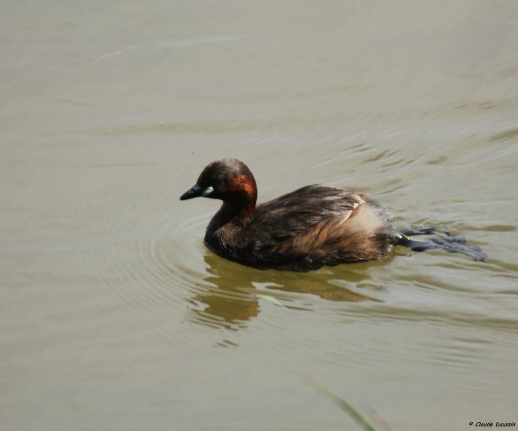 Little Grebe