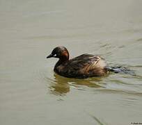 Little Grebe