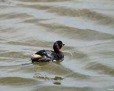 Little Grebe