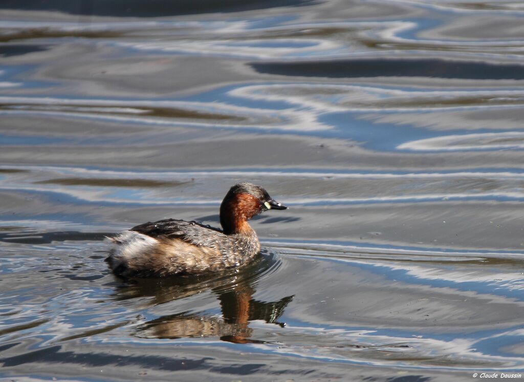 Little Grebe