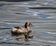 Little Grebe