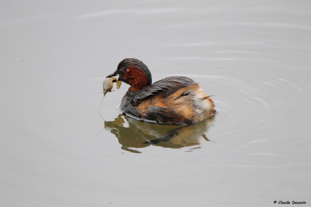 Little Grebe