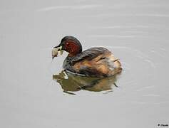 Little Grebe