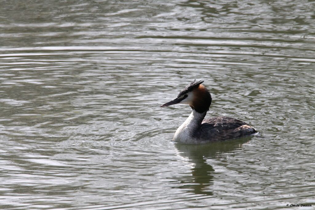 Great Crested Grebe