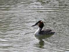 Great Crested Grebe