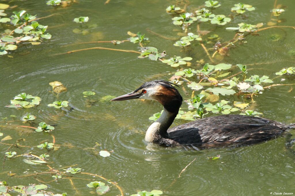 Great Crested Grebe