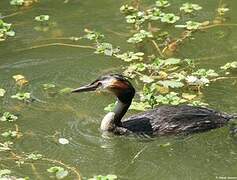 Great Crested Grebe