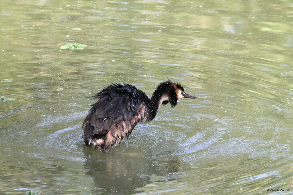 Great Crested Grebe