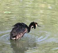 Great Crested Grebe