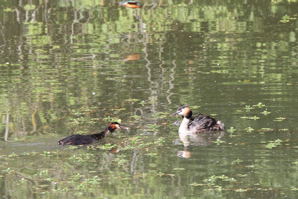 Great Crested Grebe