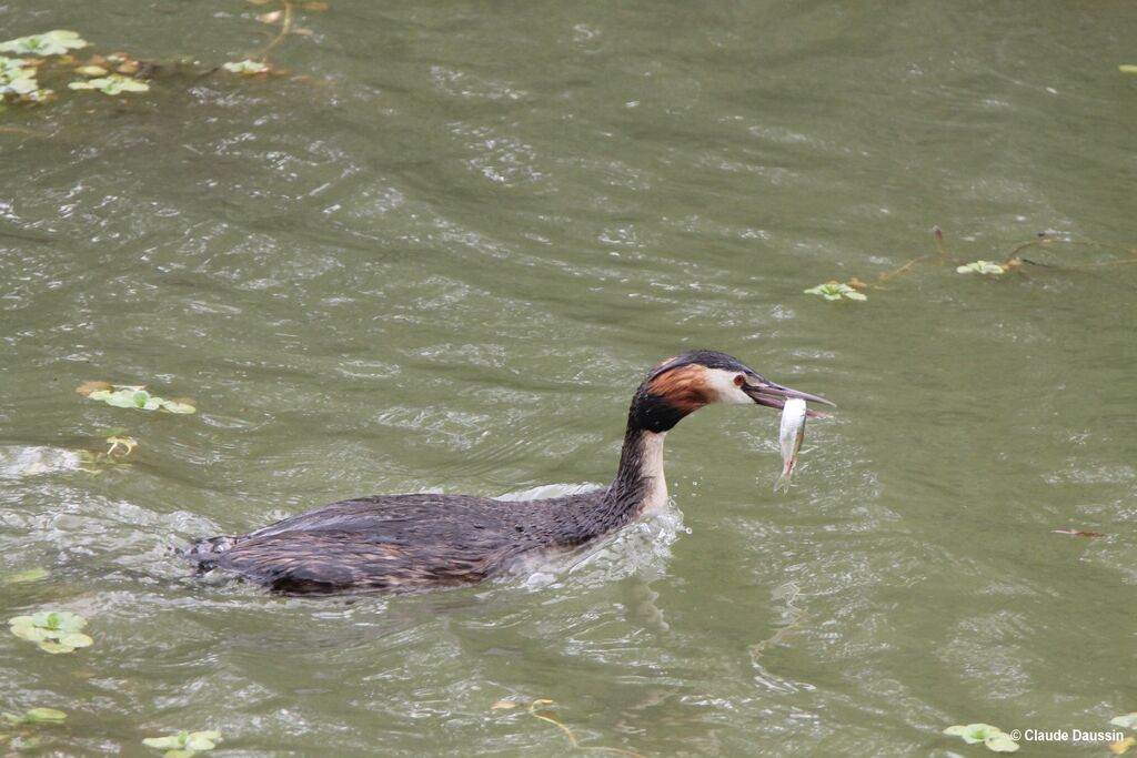 Great Crested Grebe