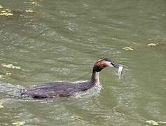 Great Crested Grebe