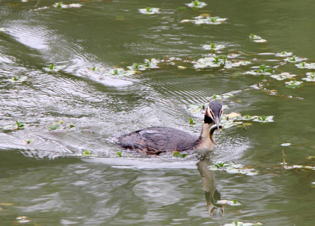 Great Crested Grebe