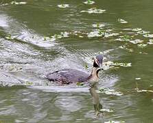 Great Crested Grebe