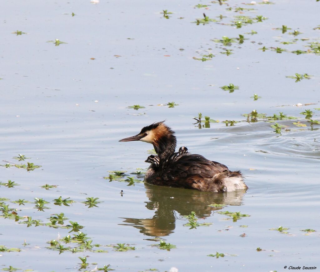 Great Crested Grebe